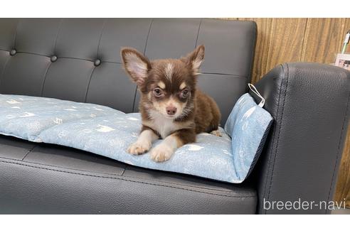 成約済の兵庫県のチワワ(ロングコート)-183481の4枚目